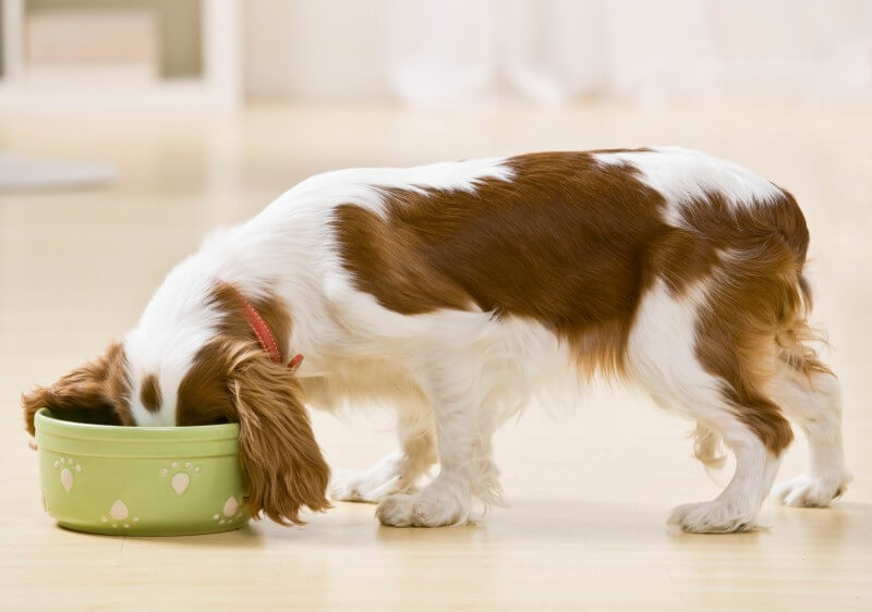 Ako vybrať vhodné krmivo pre vášho psa
