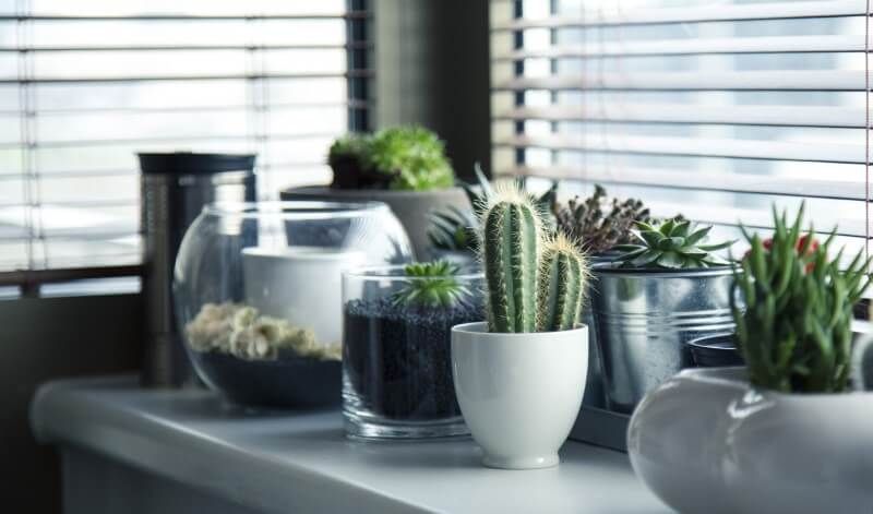 Najkrajšie izbové rastliny do vašej obývačky