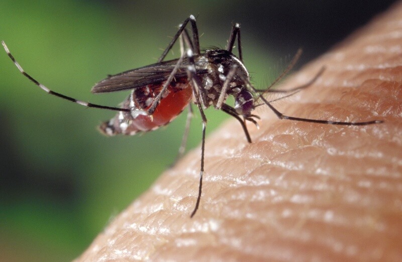 Otravujú vás komáre? Nedajte im šancu!